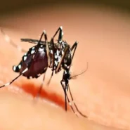 ویروس چیکونگونیا