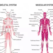 آناتومی اسکلت بدن انسان
