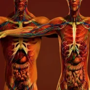 آناتومی بدن زن و مرد