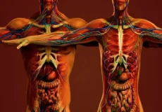 آناتومی بدن زن و مرد