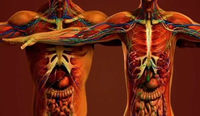 آناتومی بدن زن و مرد