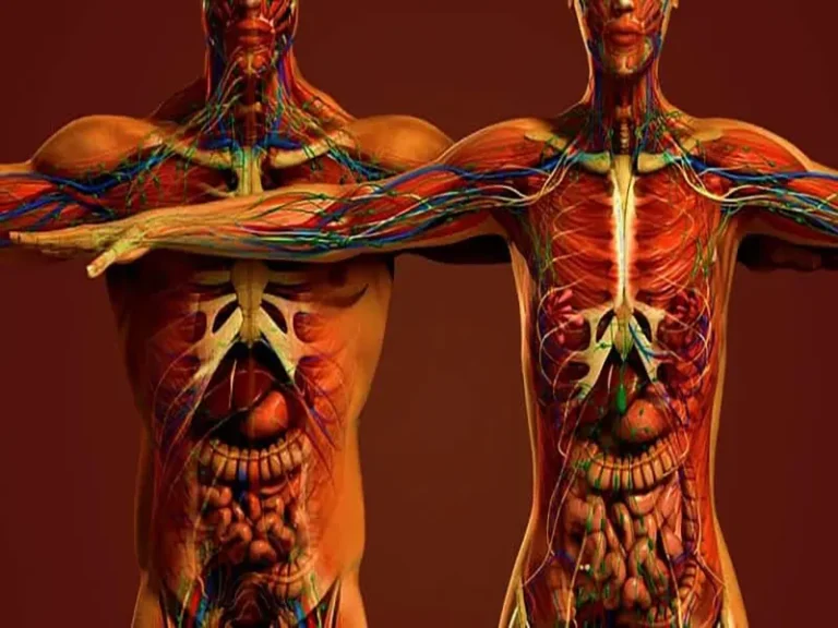 آناتومی بدن زن و مرد