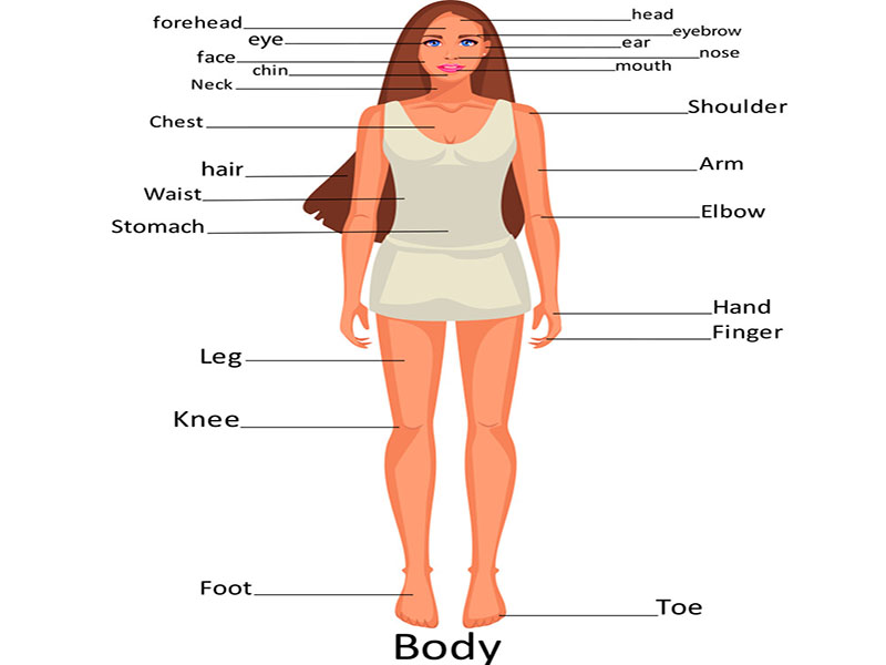 نقشه کامل بدن انسان زن